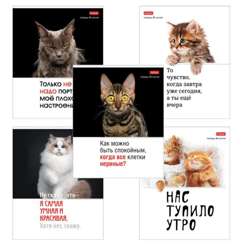 Тетрадь А5 48л. HATBER скоба, клетка, обложка картон, Котоюмор (микс в спайке), 079790, 48Т5В1