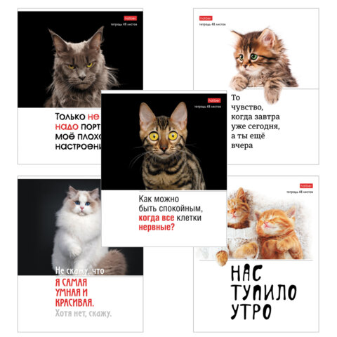 Тетрадь А5 48л. HATBER скоба, клетка, обложка картон, Котоюмор (микс в спайке), 079790, 48Т5В1